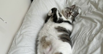 elodie pet sitter à La Garenne Colombes 92250_0