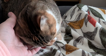 emmanuelle pet sitter à ROUEN 76000_0