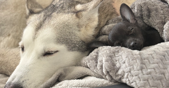 lea pet sitter à HENIN BEAUMONT 62110_2