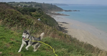 jessica pet sitter à ST BRIEUC 22000_1