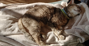 séraphine pet sitter à BOIS GUILLAUME 76230_3