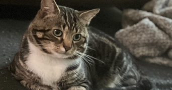léa pet sitter à NOISY LE GRAND 93160_4