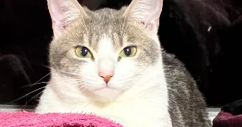 ludivine pet sitter à HONDSCHOOTE 59122