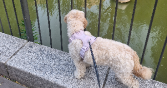 thomas pet sitter à PARIS 13 75013_4