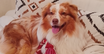 gladys pet sitter à PUYLAROQUE 82240_0