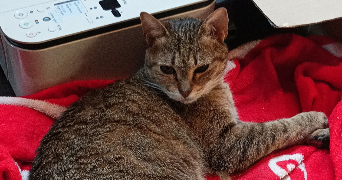 Marie pet sitter à LIMOGES 87100_1