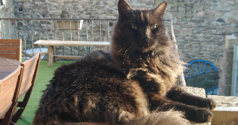 laëtitia pet sitter à MARCENOD 42140_0