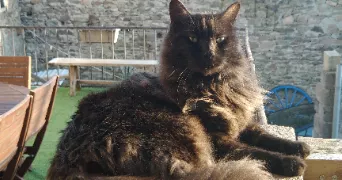 laëtitia pet sitter à MARCENOD 42140