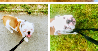 séverine  pet sitter à 59000 Lille 59000_7