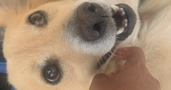 sheryl pet sitter à MONT DE MARSAN 40000_0