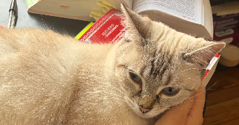 ambre pet sitter à MALAKOFF 92240_1