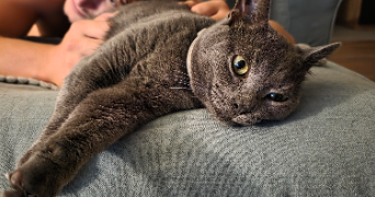 eva pet sitter à NEUVILLE DE POITOU 86170_1