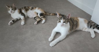 lea pet sitter à ST CLOUD 92210_2