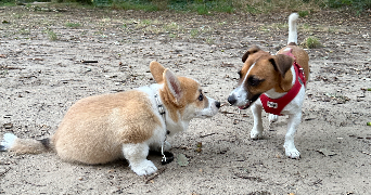 anne dog sitter à CLAMART 92140_3