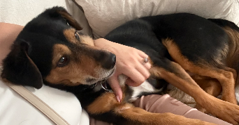 maeva pet sitter à BELFORT 90000_4