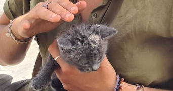 maëlle pet sitter à VINCENNES 94300_2