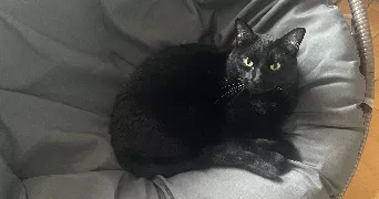 aurélie pet sitter à Annecy 74000