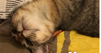 gaelle  pet sitter à Cogolin 83310_4