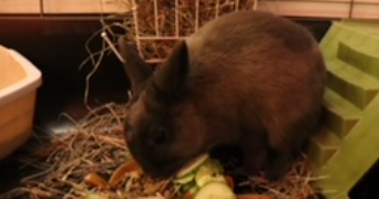 charlotte pet sitter à MONTPELLIER 34000_3