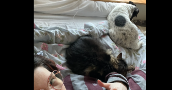 tenessee pet sitter à VALENCIENNES 59300_1