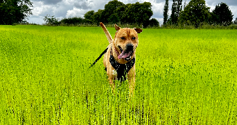 océane pet sitter à CAORCHES ST NICOLAS 27300_1