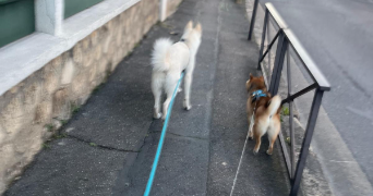 emmy dog sitter à ISSY LES MOULINEAUX 92130_1