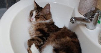 lucie pet sitter à PARIS 11 75011_3