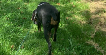 justine pet sitter à AMBERT 63600_2