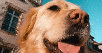 camille pet sitter à Brandérion 56700_8