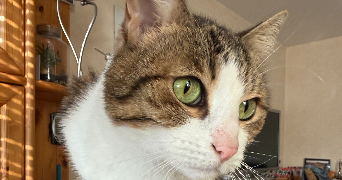 julia pet sitter à MAISONS ALFORT 94700_3