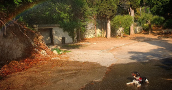 aïden pet sitter à MARSEILLE 07 13007_3