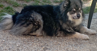 juliana pet sitter à ST ETIENNE DU ROUVRAY 76800_4