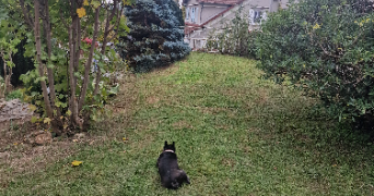 clémentine dog sitter à CHARTRETTES 77590_2