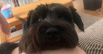 maeva pet sitter à BREST 29200_3