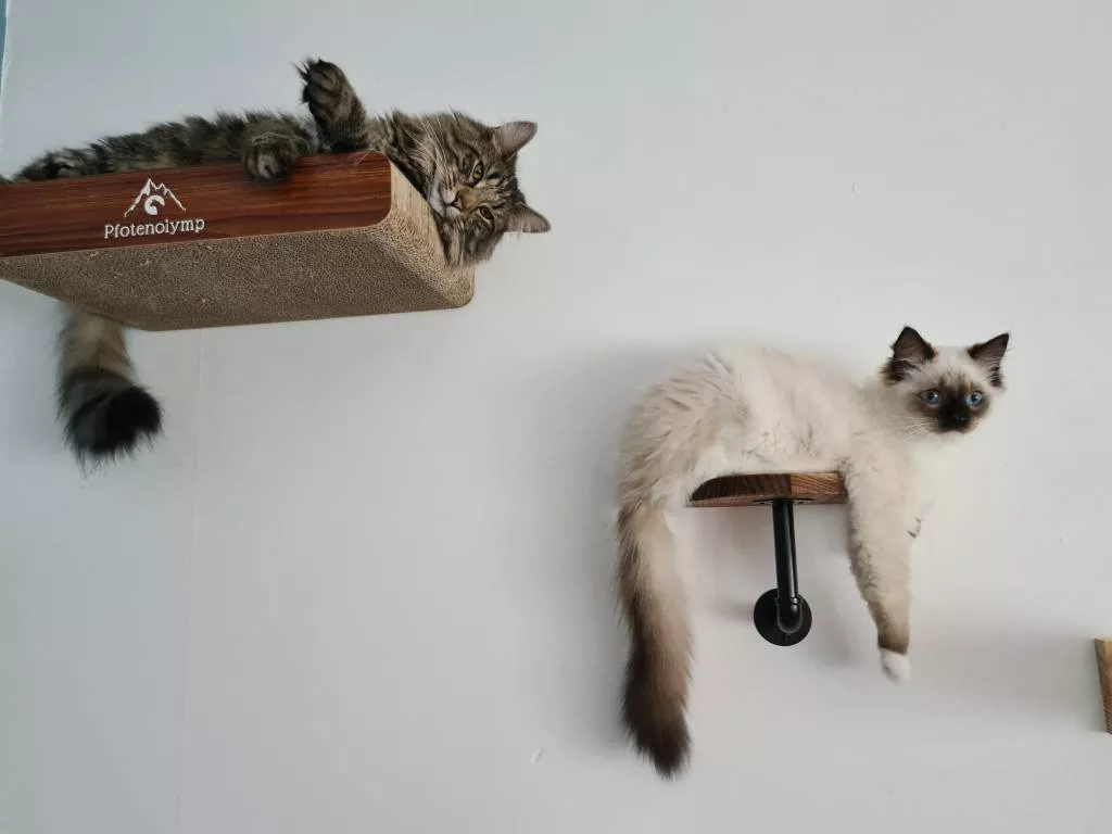 Lise pet sitter à Melun 77000