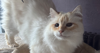 mélody pet sitter à LIMOGES 87100_5