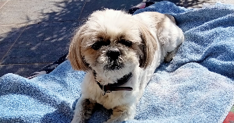 aurélien pet sitter à COURBEVOIE 92400_1
