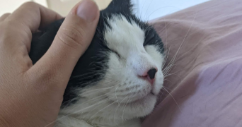 léa pet sitter à SCHILTIGHEIM 67300_14