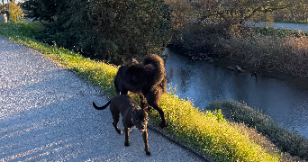 laurie pet sitter à MONTPELLIER 34070_1