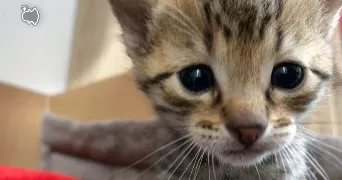 laure pet sitter à CHAUMONT 52000