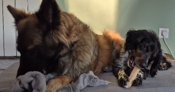 camille pet sitter à CHAMBLY 60230_2