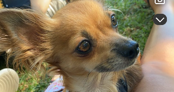 célia pet sitter à CHAMPIGNY SUR MARNE 94500_1