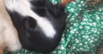 anaïs pet sitter à BAIN DE BRETAGNE 35470