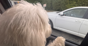dahlia dog sitter à COURBEVOIE 92400_3