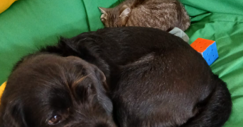 Carine pet sitter à Toulouse 31500_3
