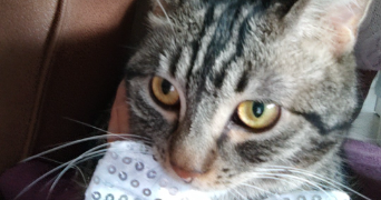 léa pet sitter à CHARNY 77410_9