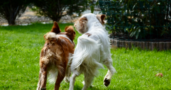 anaïs pet sitter à LANDUJAN 35360_1