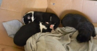luuna pet sitter à ST ANDRE DE CHALENCON 43130_5