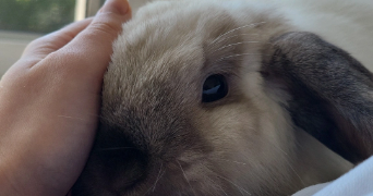maéva pet sitter à RAMONVILLE ST AGNE 31520_2