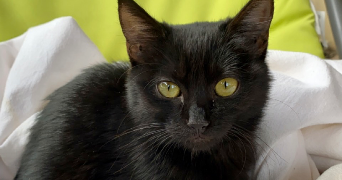 léa pet sitter à ST EGREVE 38120_3